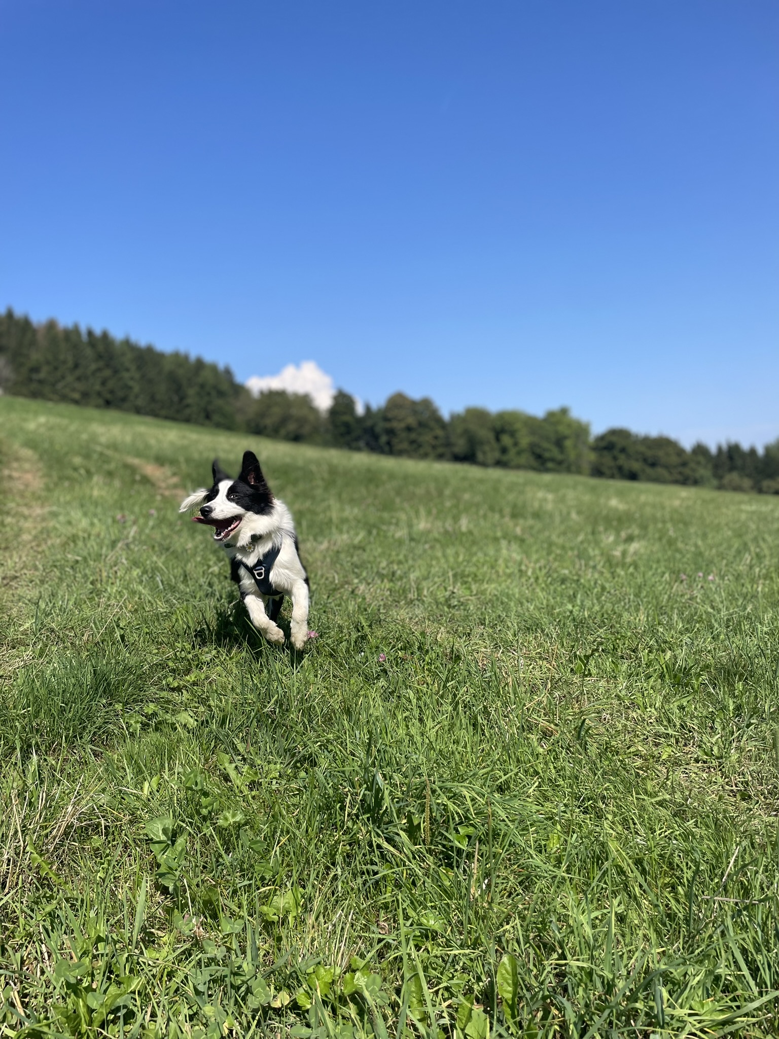 Border collie running across a field