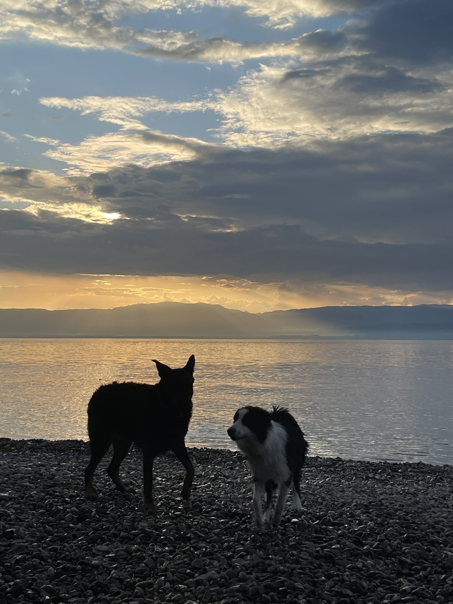 Hiker holding his border collie